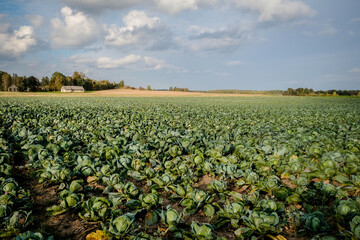 Fototapeta na wymiar Landscape view of a freshly growing beautiful cabbage field, selective focus
