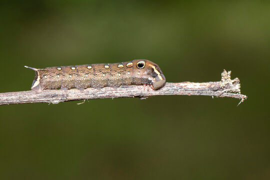 Image of brown caterpillar on branch on natural background. Insect. Brown worm. Animal.