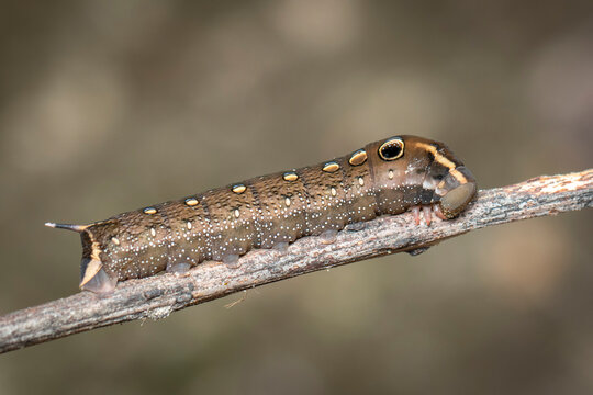 Image of brown caterpillar on branch on natural background. Insect. Brown worm. Animal.
