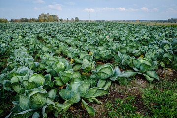 Landscape view of a freshly growing beautiful cabbage field, selective focus