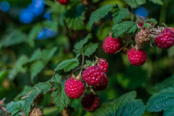 Scarlet berries, red pink ripe raspberries on branches with green carved leaves in the garden. Summer harvest. Close-up