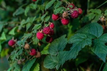 Red scarlet pink ripe raspberries on branches with green carved leaves on bush in the summer garden. Harvest