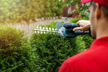 man cutting and shaping evergreen thuja hedge with electric scissors