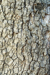 tree bark close-up as background. the texture of the bark