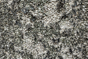 old mildewed cement wall