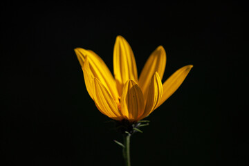 Yellow flower