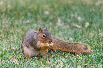 	
red squirrel on grass
