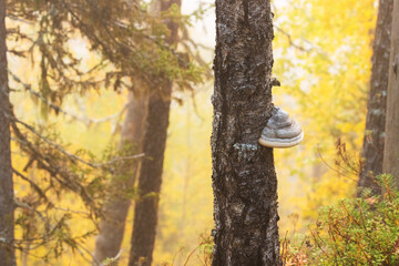 A fungi growing on a softwood tree in and old-growth forest in Northern Finland during autumn foliage. 