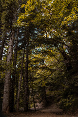 Fototapeta premium Lost in the forest