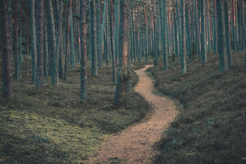 lonely road in the coniferous pine forest
