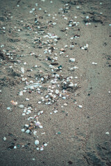 sea snail shells on the beach