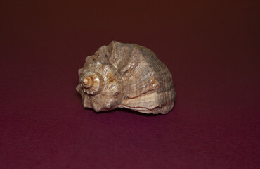 Sea shell conch spiral beach ocean on red backdrop