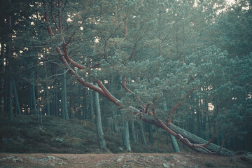 skew pine tree in the woods