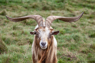 Ziegenbock mit sehr großen Horn