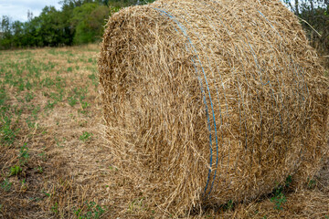Round straw bale lie on the field after the grain harvest.