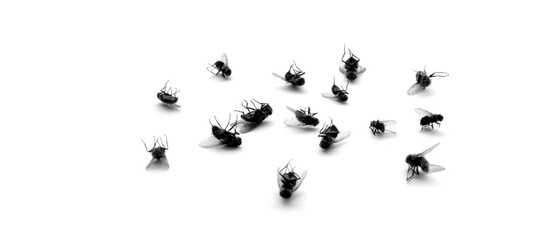 Fototapeta na wymiar Dead Flies on white background