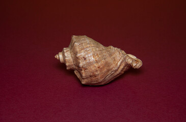 Sea shell conch spiral beach ocean on red backdrop