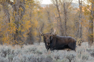 Bull Moose During the Fall Rut in Wyoming