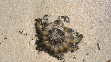 brown jellyfish