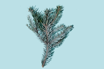 Fir tree branch. Christmas natural ornament. Festive decor. New Year party symbol. Evergreen conifer sprig isolated on blue empty space background.