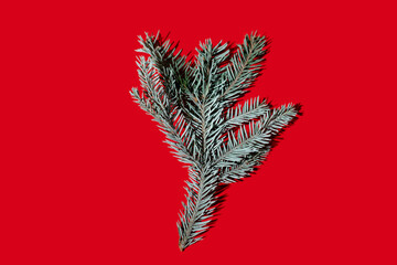 Christmas decor. Pine tree branch. Winter holidays natural ornament. Blue spruce twig minimal composition isolated on red copy space background.