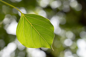 The green Pho leaf on blurred background