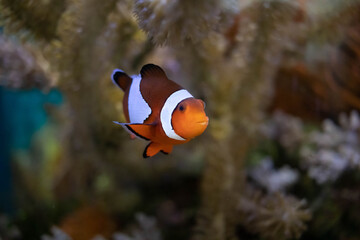 Fototapeta na wymiar Orange clownfish swimming near anemone