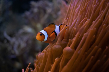 Orange clownfish swimming near anemone - obrazy, fototapety, plakaty