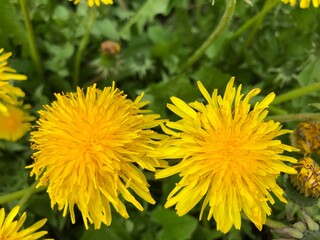 Close-up of yellow dandelions with green background. Daylight