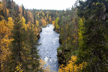  View of river rapids through lush autumnal Finnish taiga forest during fall foliage near Kuusamo in Northern Europe.
