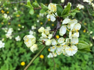 Blossoming cherry tree with green leaves and copy space