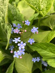 Blue cute forget-me-nots with green leaves during the day