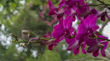 Pink orchid with natural bokeh, green leaf as background.