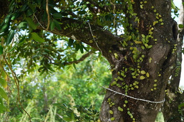 tree in the forest