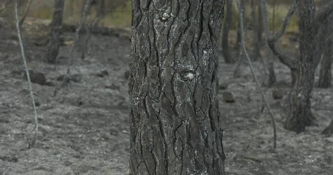 Zona incendiada de bosque