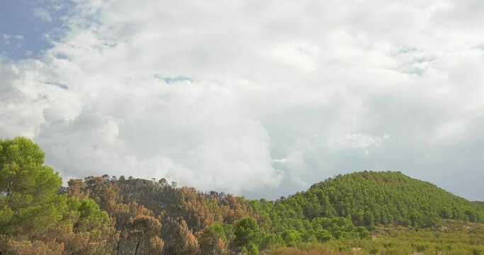 Zona incendiada de bosque mediterr&aacute;neo