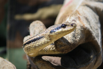Serpente cervone primo piano