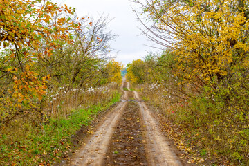 Fototapeta na wymiar Country road among trees and dense grass. Autumn landscape.