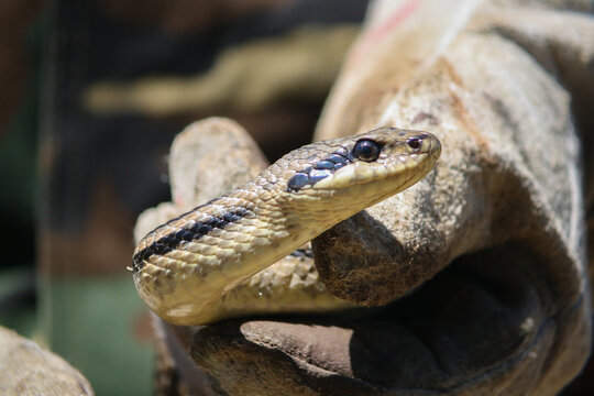 Serpente cervone primo piano