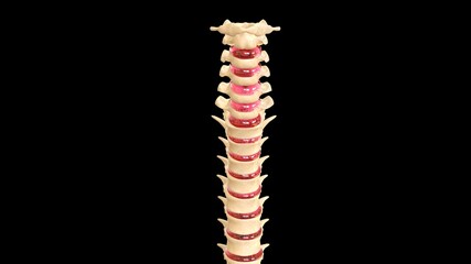 Human Anatomy Vertebral Column.3D Illustration