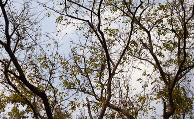 Changing branches and leaves of trees Seasonal