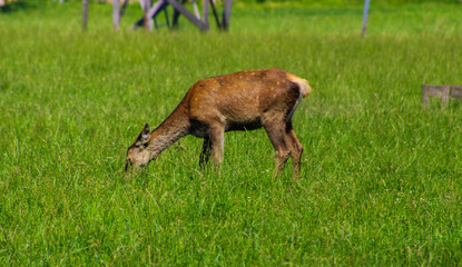 Deer eating grass on sunny day