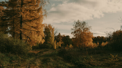 autumn in the forest