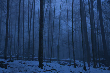 Ein Wald im Winter mit Nebel