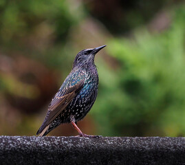 Starling