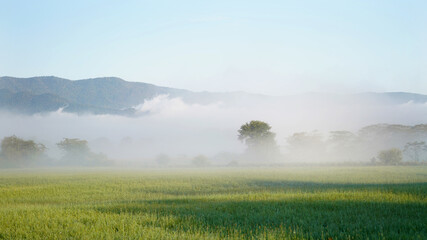 Fototapeta premium Misty morning in the field