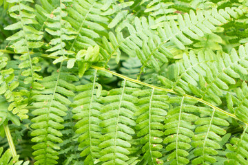 Fern leaves