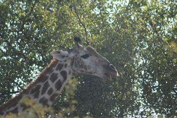 Photo Taken in Pilanesberg National Park.