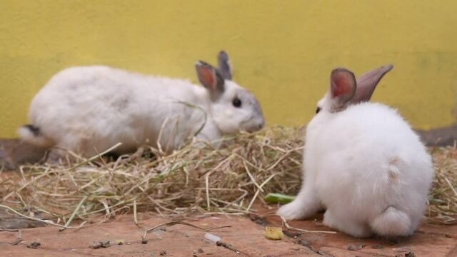many small white cute rabbit , eating food on the floor, to animal concept.	