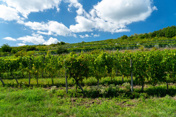 Fototapeta na wymiar Vineyard on the hill. Green vineyard. In the background. Sky with blue clouds.